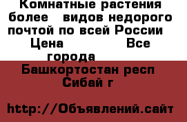 Комнатные растения более200видов недорого почтой по всей России › Цена ­ 100-500 - Все города  »    . Башкортостан респ.,Сибай г.